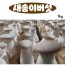 국내산 미니 새송이버섯 1kg (솎음용)