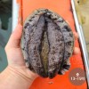 청진수산 직접 잡은 초신선 활전복 중1kg(13-15미)