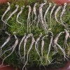산양산삼, 장뇌삼 5-6년근 못난이 파지삼 50g (20-35뿌리)
