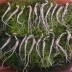 산양산삼, 장뇌삼 5-6년근 못난이 파지삼 50g (20-35뿌리)