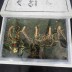 [수로산삼] 산양산삼 장뇌삼 5~6년근 정삼 10뿌리