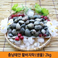 충남태안 활바지락[생물] 2kg