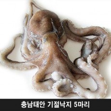 충남태안 기절낙지 5마리(대2마리,특대2마리,왕특대1마리)