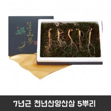 7년근 천년산양산삼 5뿌리