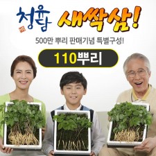청유담 새싹삼 110뿌리