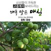 해풍맞은 고흥청매실 장아찌용 10k (왕특,왕왕) /예약판매 6.4일부터 순차발송