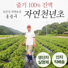 임진강 자연농장의 자연천년초 60포