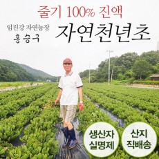 임진강 자연농장의 자연천년초 60포