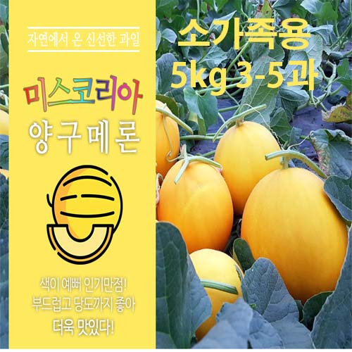 메론만물상의 양구 메론 소가족용 5kg (3~5과)