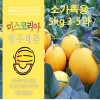 메론만물상의 양구 메론 소가족용 5kg (3~5과)
