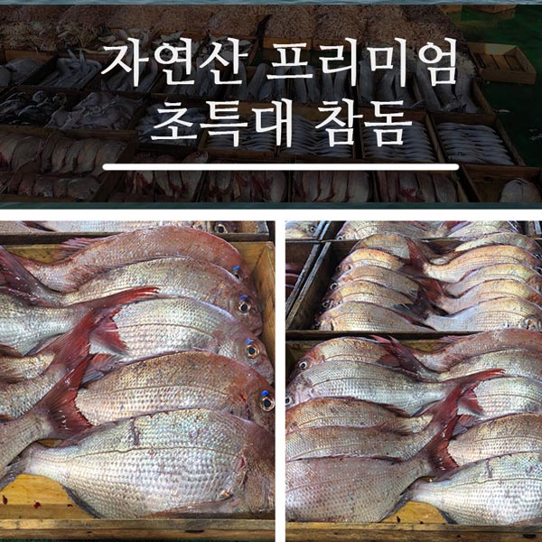 자연산 프리미엄 초특대 참돔