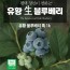 유황 블루베리 특 1k /6월25일부터 순차발송