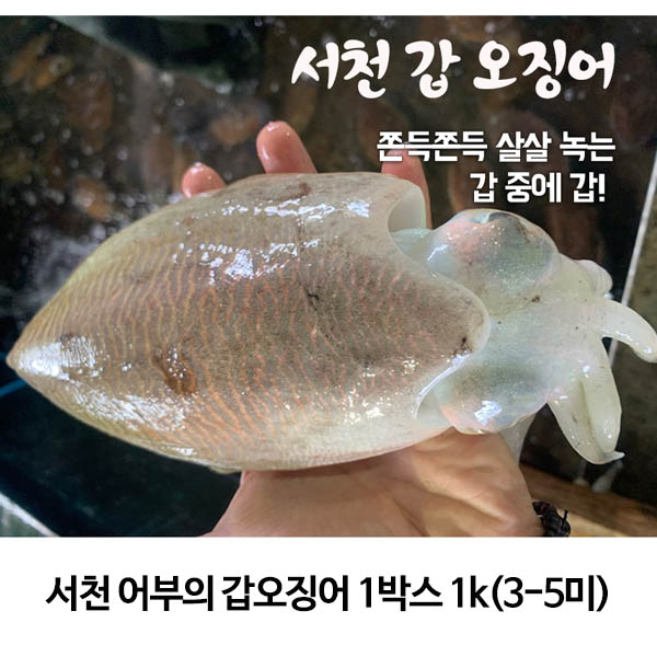 서천 어부의 갑오징어 1박스 1k(3-5미)