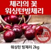 워싱턴 빙체리 2k(9.5~10)