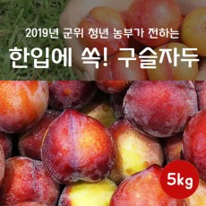 구슬자두 5k