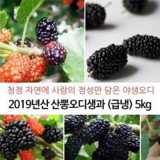 2019년산 산뽕오디생과 (급냉) 5kg