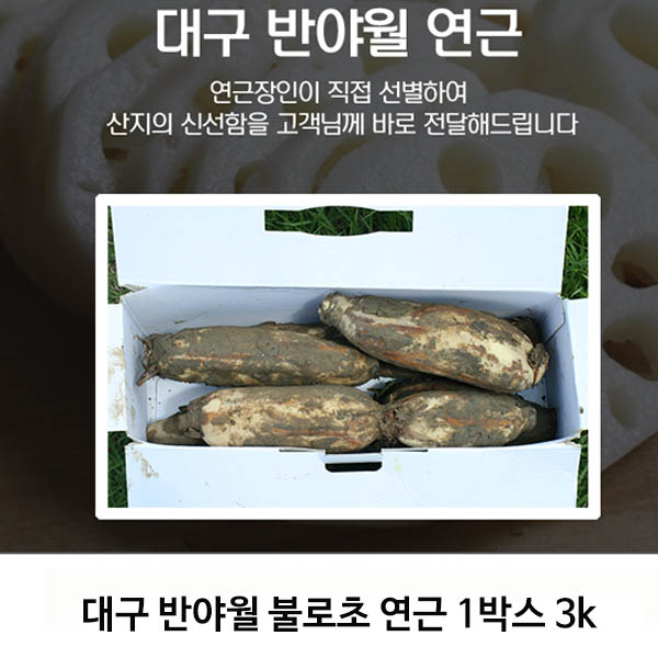 대구 반야월 불로초 연근 1박스 3k