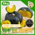국민쿡 제주 미니 밤호박 실속형 10kg (산지직송)