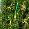 22년 야생방치삼 b급 삭대없는것 5뿌리