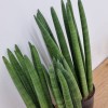 스투키(30cm) 분갈이용
