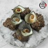 [미각기행] 오동통 통영 뿔소라 2kg(10~18미)