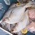 바다의 귀족이라 불리는 국내산병어 1kg (4-11미)