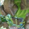 국산 열매마(하늘마) 2kg(특품