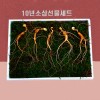 [수로산삼] 10년 소삼 5뿌리