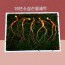 [수로산삼] 10년 소삼 5뿌리