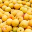 [산앤들] 3년숙성 지리산 장독숙성 매실엑기스 1.8L