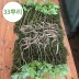 4-5년근 산양산삼 싹대삼 33뿌리