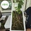 지리산 야생방치삼 25년 전후 가족삼 셋트 5뿌리
