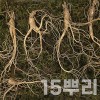 [천생삼농장] 산양산삼 9-10년 특상품 선물포장 15뿌리