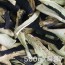 [상시작업] 햇 국산 말린가지(건가지) 500g (특품)