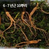 [천생삼농장] 장뇌삼 산양산삼 6 - 7년근 정삼 10뿌리