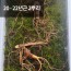 [천생삼농장] 야생 방치삼 산삼 20 - 22년근 정삼 2뿌리