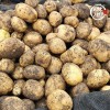 미각기행 2026년 국내산 햇 감자 중 10kg(중 사이즈 개당 중량 50-80g)