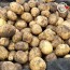 미각기행 2026년 국내산 햇 감자 중 10kg(중 사이즈 개당 중량 50-80g)