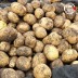 미각기행 2026년 국내산 햇 감자 중 10kg(중 사이즈 개당 중량 50-80g)
