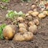 미각기행 2026년 국내산 햇 감자 특 3kg(특 사이즈 개당 중량 110-160g)