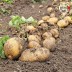 미각기행 2026년 국내산 햇 감자 특 3kg(특 사이즈 개당 중량 110-160g)