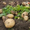 미각기행 2026년 국내산 햇 감자 왕특 2kg(왕특 사이즈 개당 중량 160-210g)
