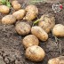 미각기행 2026년 국내산 햇 감자 왕특 10kg(왕특 사이즈 개당 중량 160-210g)