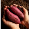 여주 찰랑 밤꿀고구마 2kg (한입)