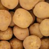 국내산 100% 고소한 26년 수미 햇감자 왕특 10kg (150g~250g)