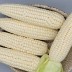 쫀득한 미백 찰옥수수 20개(껍질제거시 15cm 이상)