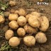 [클래식농원] GAP, 저탄소 국내산 괴산 두백감자 중소 10kg