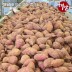 농장직송 첫수확 해남 호박고구마 중 5kg