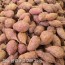 농장직송 첫수확 해남 꿀고구마 중 2kg