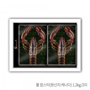 [애명작컬렉션] 랍스터 명품 2호(1.2kg.2미)
